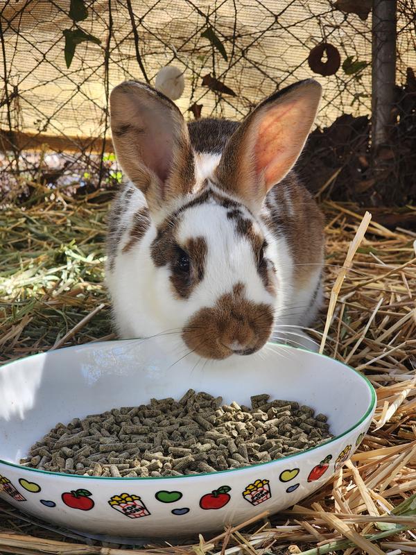 KALMBACH FEEDS 15% Pellets Rabbit Feed, 25-lb bag - Chewy.com
