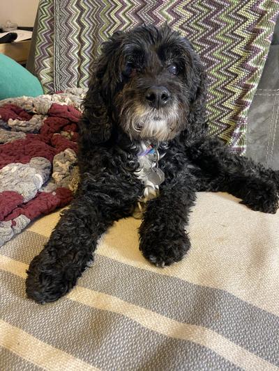 Her health is excellent at 15!