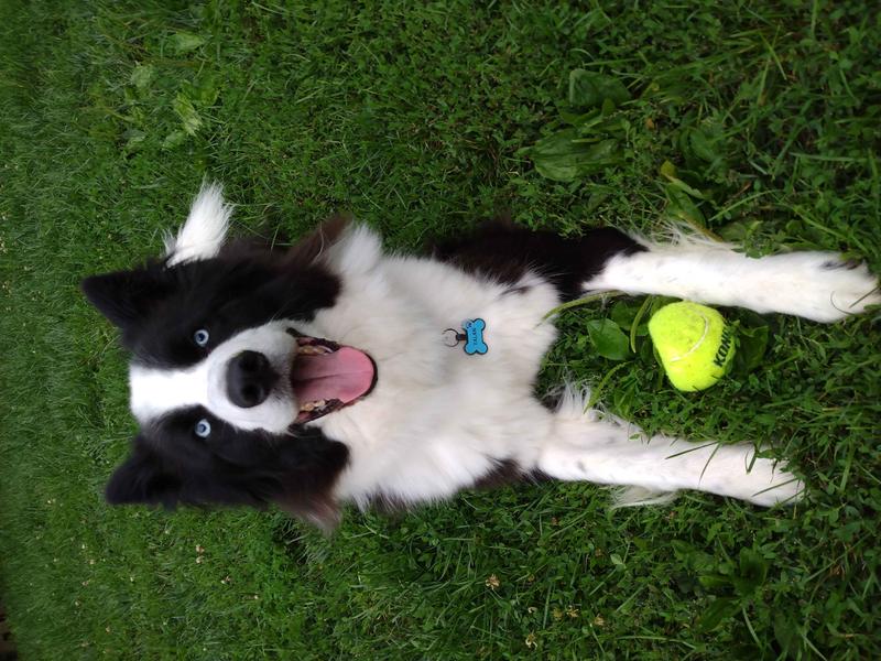 KONG Squeakair Balls Packs Dog Toy, Medium