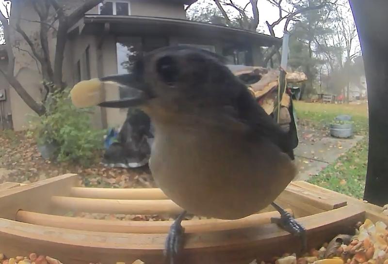 A tufted titmouse