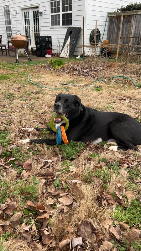 NERF DOG Tuff Tug 3 Ring Dog Toy, Large - Chewy.com