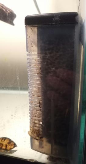 I clean my filter ones a month.