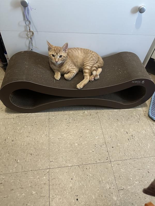 Petfusion cat lounger hotsell