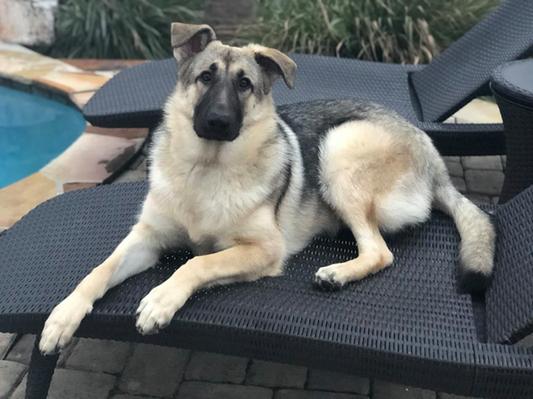 7 month old GSD