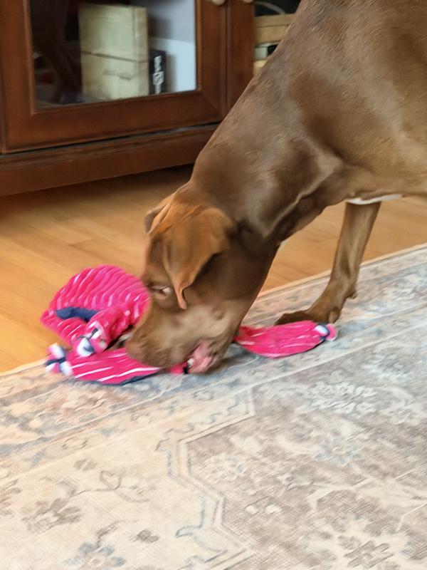 Floppy Knots are Mochas favorite!