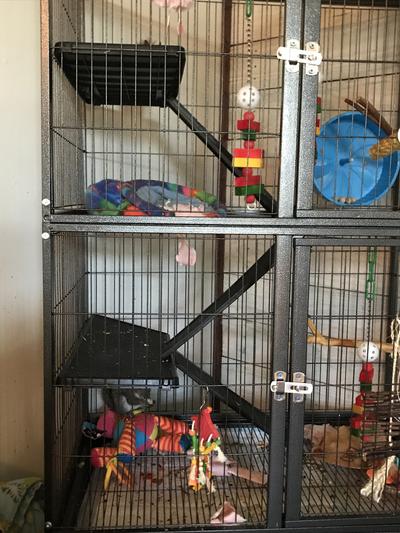 Prevue hendryx black feisty hotsell ferret cage