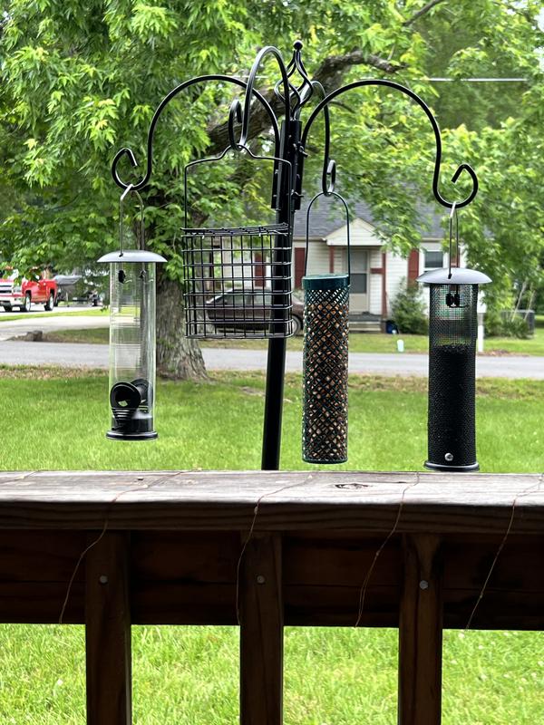 Smorgasbord for birds