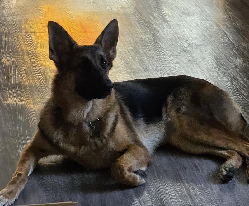 My 9 month old 76 lb girl