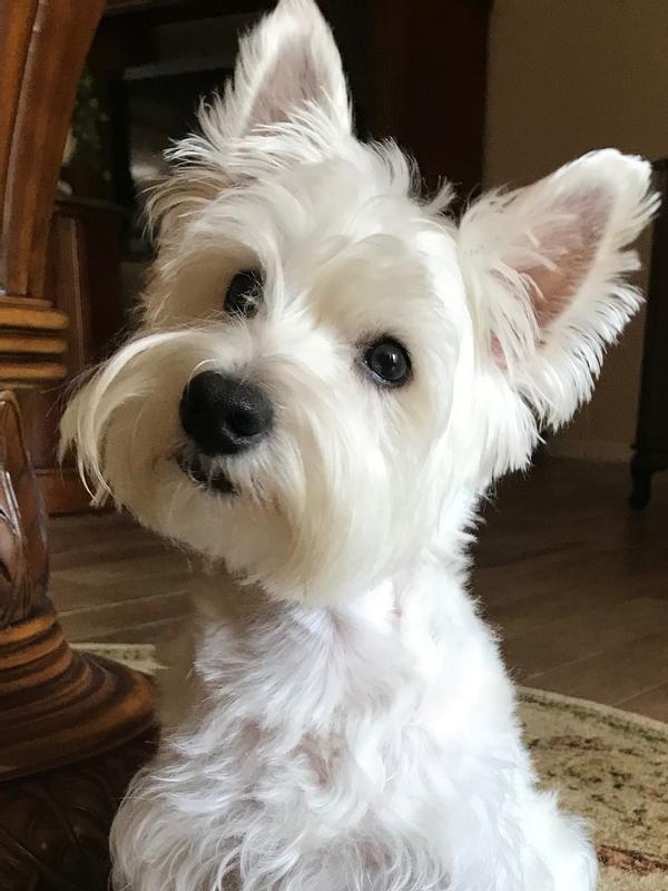 HILL'S PRESCRIPTION DIET d/d Skin/Food Sensitivities Potato & Venison Dry Dog Food, 25lb bag