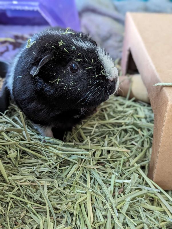 Black guinea pig with hay on her nose