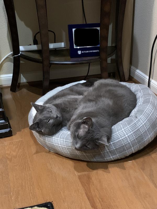 Two Cats in a Pod