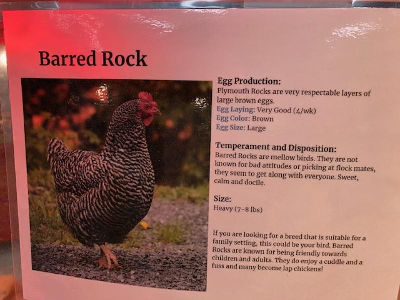 Our rescue turkey Lucy and the types of chickens we raise