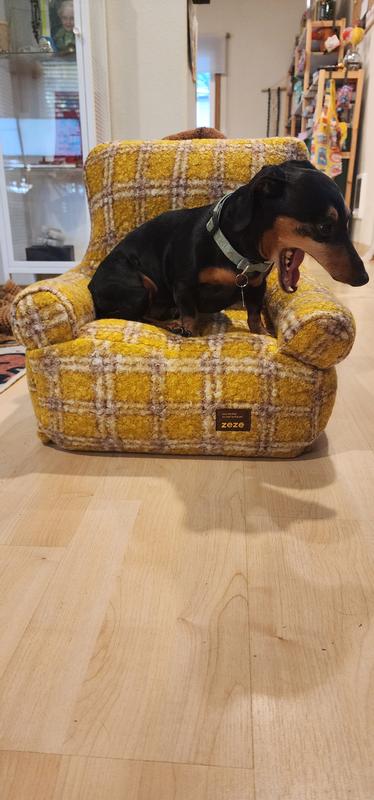 "oh my dog, a new chair for me?!"