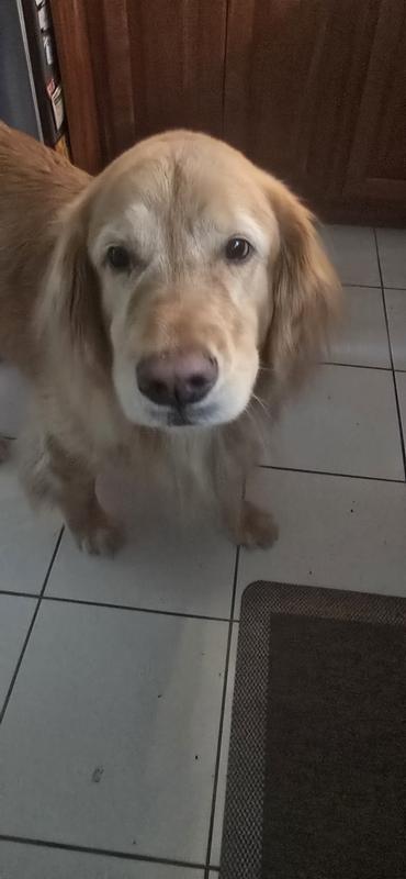 Ava couldnt wait to flip and catch this, she liked them so much! Her new favorite treat!
