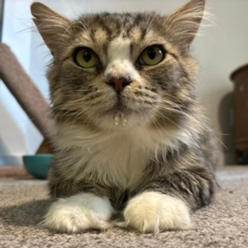 Iroh before we adopted him.