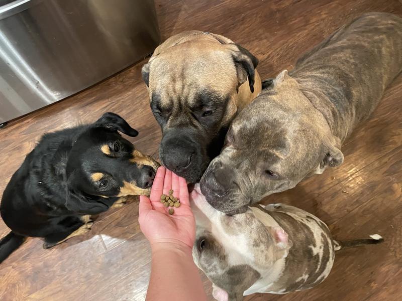 Kibble size in comparison to dogs