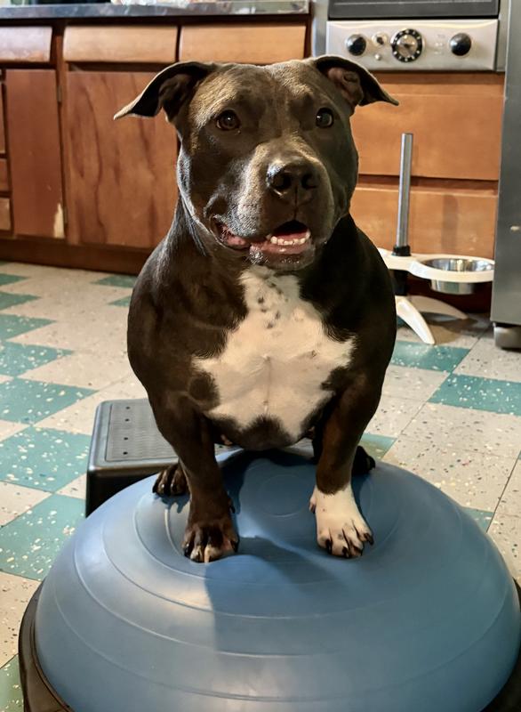 They love ‘em as treats too!