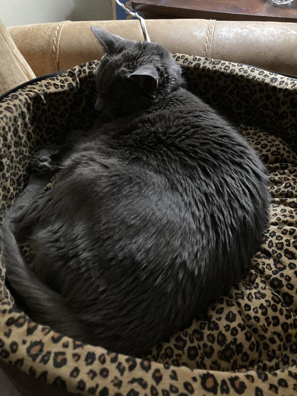 K&H PET PRODUCTS ThermoKitty Bed Deluxe Indoor Heated Cat Bed, Mocha