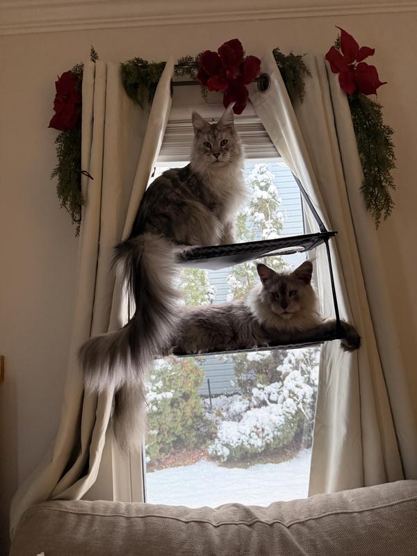 Holding 2 20lb cats without issues