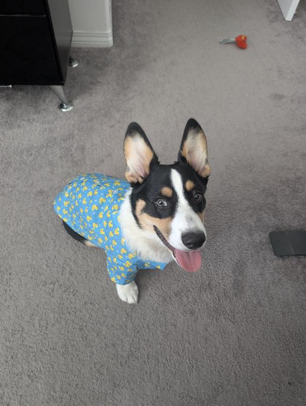 Maverick looking handsome in his ducky shirt