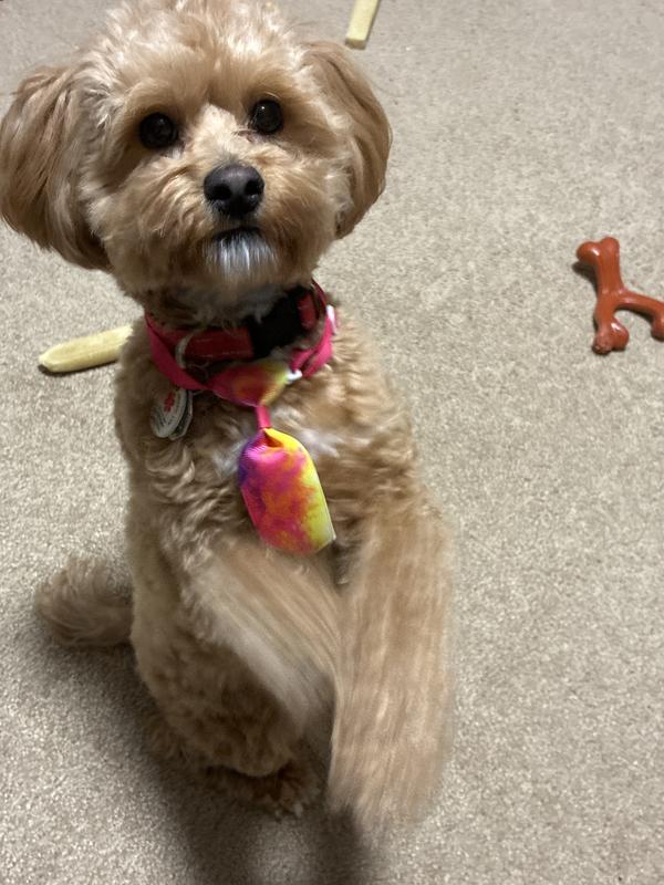 Please Mom!! I ate all my dinner!! Can I have a treat??