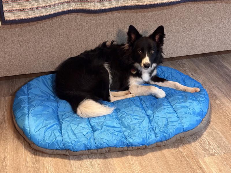 35-lb border collie mix (9 months old) approves!