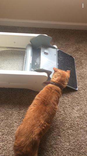 Littermaid automatic litter box reviews hot sale