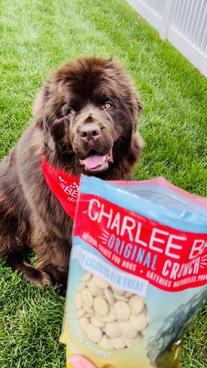 Charlee bear dog hotsell treats with beef liver