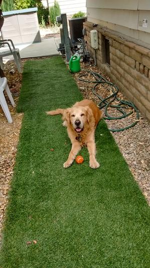 A Very Happy Chewy Customer!