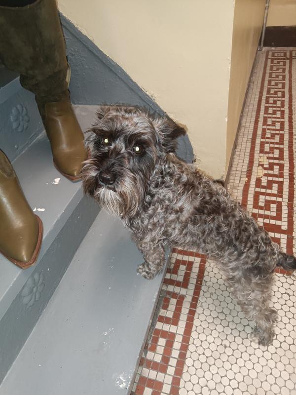 PET REPUBLIQUE Cordless Hair Clippers Kit for Dogs & Cats