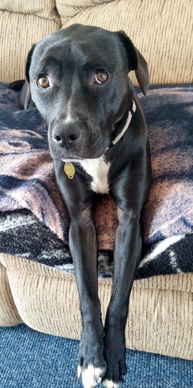 Did someone say - One Min I'll get your Milk-Bone??