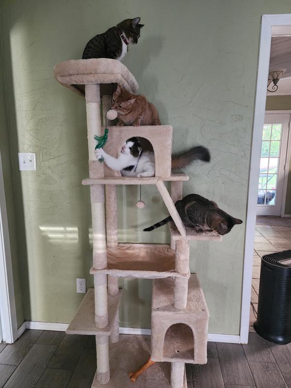 They love to play! They climb up and down all day.