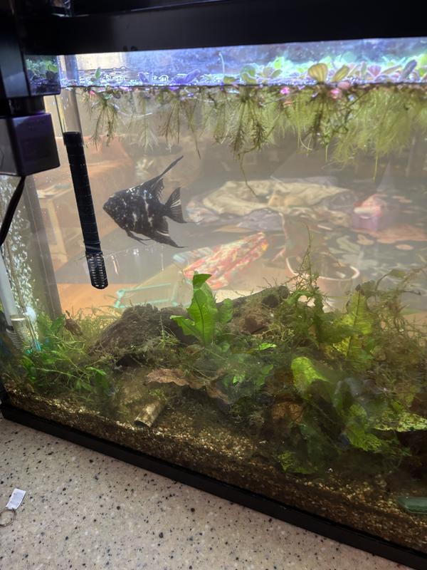 An hour after setting it up. I did scrape the algae.