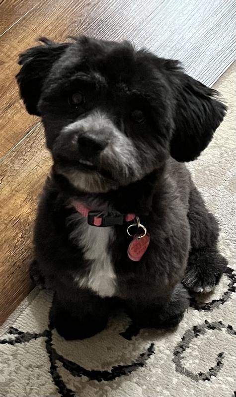 This is the 6 lb puppy!