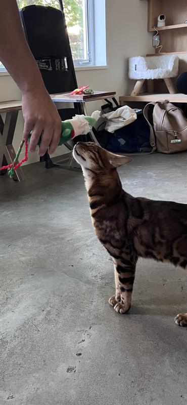 More smells from Rajah