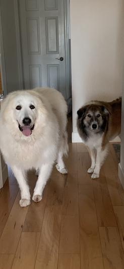 Meika is the smaller of the two