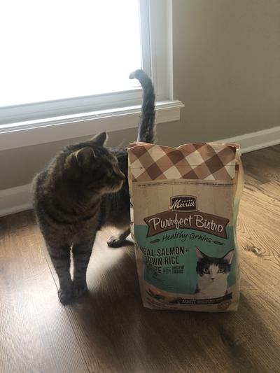 My cat Xena was very interested!