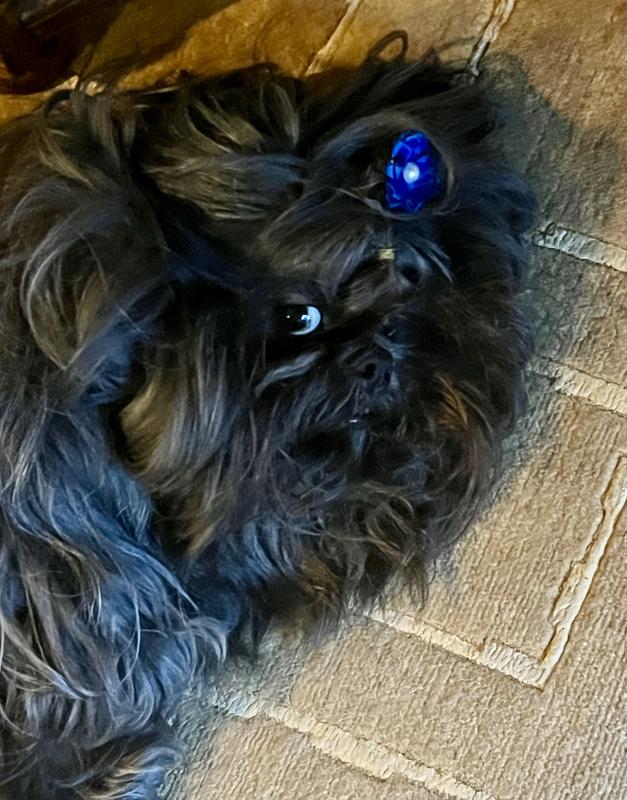 Xorro the picky Shih Tzu