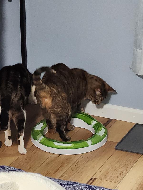 Ball in the circuit toy