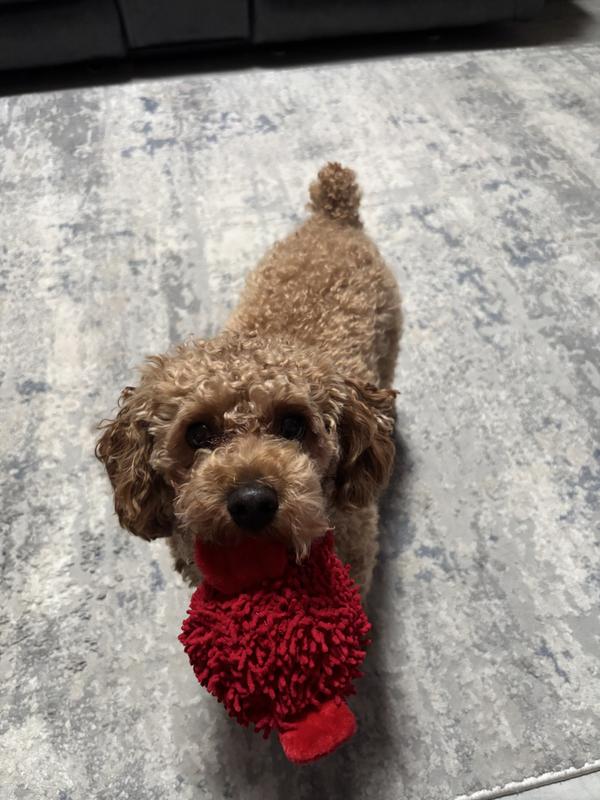 Frankie’s favorite ❣️