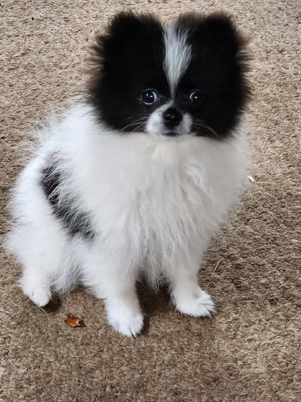 Gracie is full of life and not scratching anymore.