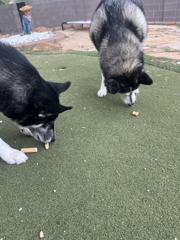 Athena waiting for her go comma to eat her treats. Max and Athena waiting for their food. And then Athena getting too excited for her treat.