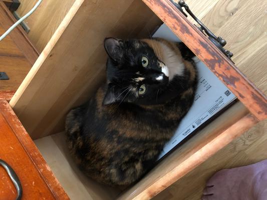 If I fit, I sit.  And lie down and curl up and sleep.