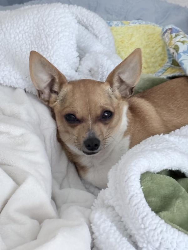 Snuggled in her Sherpa!