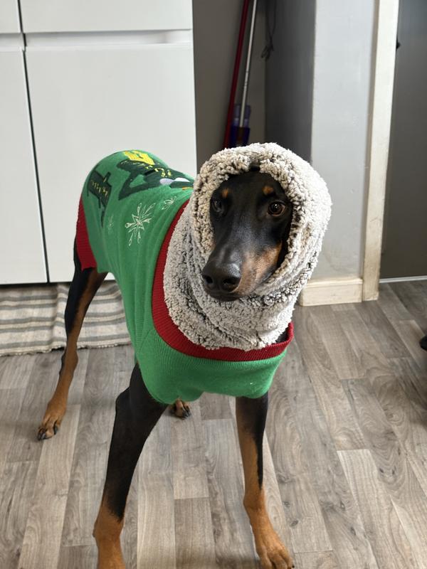 Pretzel in his holiday sweater and snood.