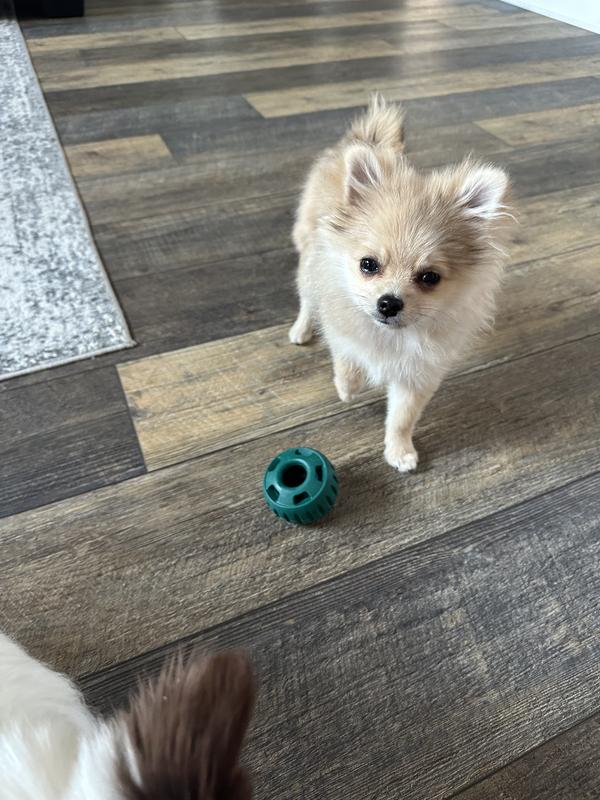 Perfect size for small breeds!