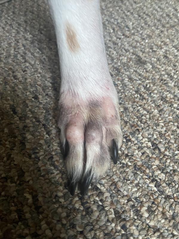 After first bath. Redness went away. Black skin fading back to white.