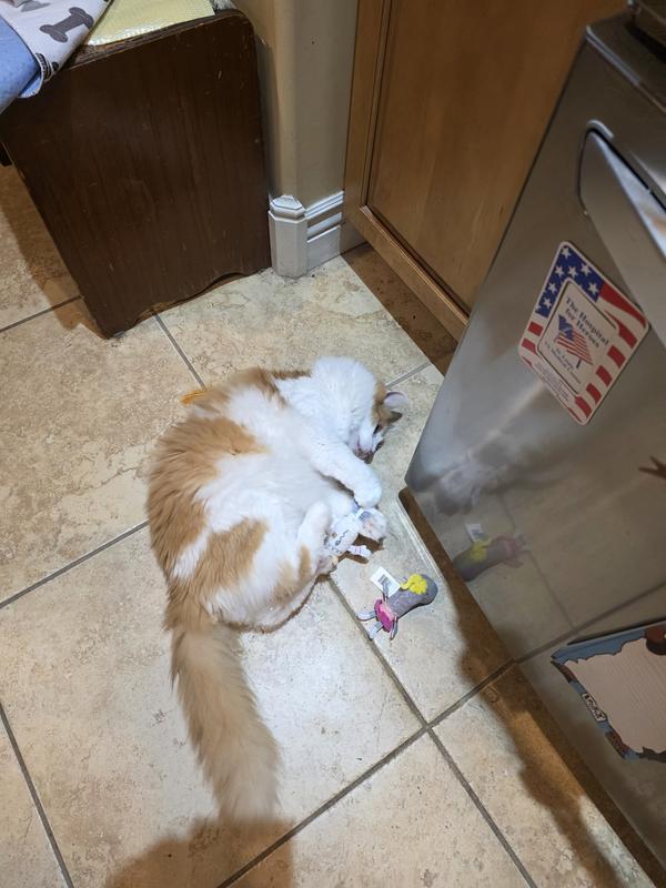 Siblings Amy and Rascal anf The Kitten