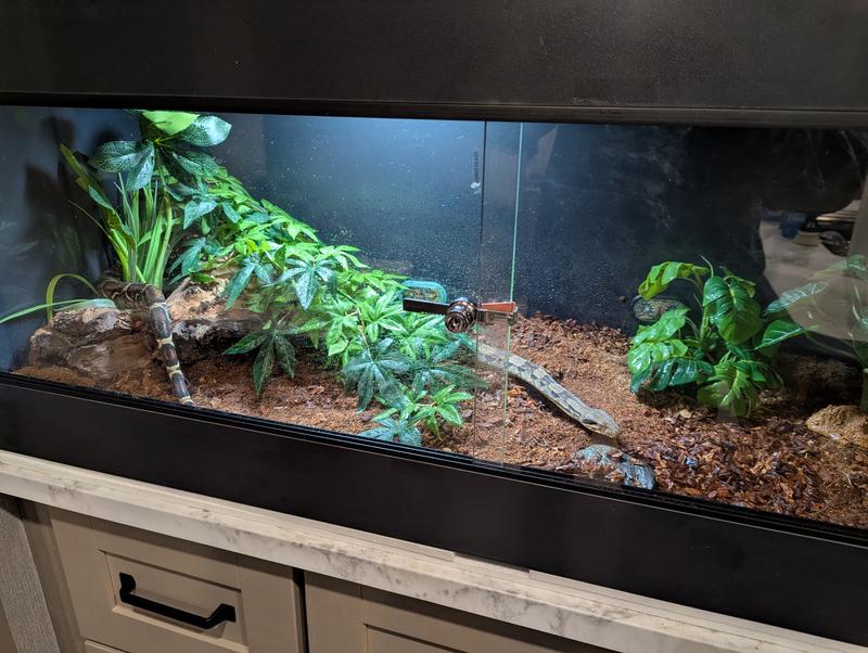 Boa love's the new enclosure. Everything was purchased from Chewy and was a great experience.