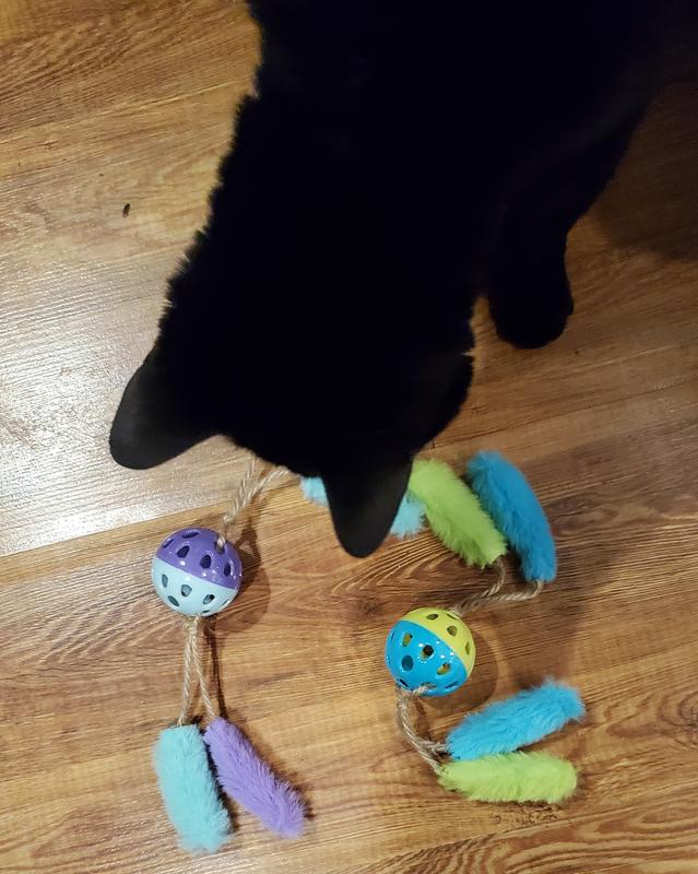 Bella inspecting her toys
